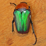 Leucocelis species